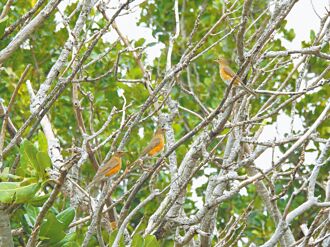 墾丁國家公園 鳥種數近年次高