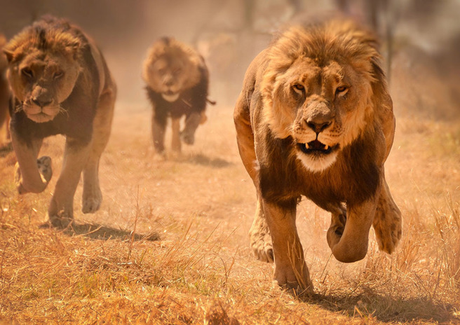 8歲男童誤闖野生動物保護區5天，奇蹟似的平安獲救。（示意圖：Shutterstock／達志）
