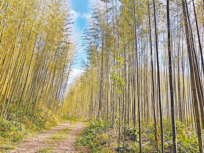 桃園市農業局輔導在地團隊整理枯倒竹及汰除老竹，讓林相變得健康，同時增加森林碳匯。（農業局提供／廖姮玥桃園傳真）