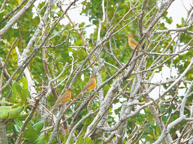 垦丁国家公园2025年度新年鸟类调查，合计共记录鸟种数45科135种。图为在树林间休憩的赤腹鸫。（垦管处提供／罗琦文屏东传真）