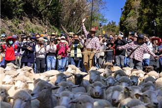 清境農場櫻花浪漫登場！奔羊情人節帶你追逐幸福