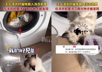 大陸鏟屎官出事了！ 洗衣機啟動2分鐘才驚覺「貓不見了」
