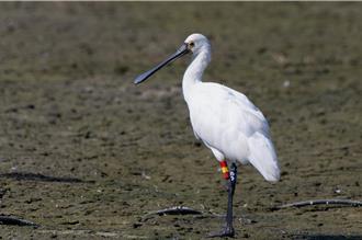 湿地滥设光电场影响黑面琵鹭？内政部澄清了