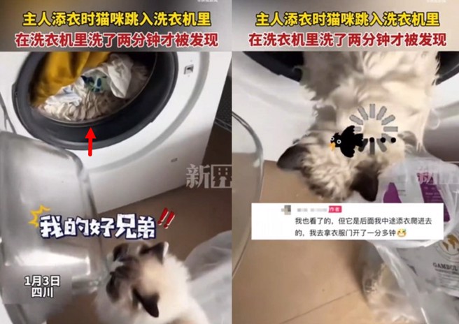 貓咪趁主人沒注意鑽進洗衣機內，主人糊塗的啟動，2分鐘後才發現將貓救出。（圖／翻攝微博）