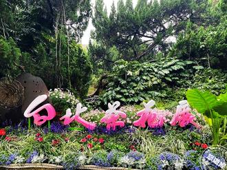 台北茶花展1／10登場 茶花、鬱金香、風信子、梅花齊爭豔