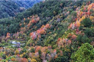 一秒置身童话！新竹绝美枫红、落羽松秘境 这个冬天这样玩