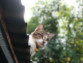 浪貓闖進家她氣炸趕走 見身上斑紋暴哭：走35公里來找我了