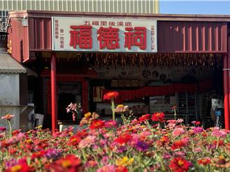 賞花倒數最後1周！霧峰百日草、紅蕎麥花海祕境將謝