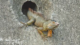 增近千物種 爬蟲飼主：不討喜就禁