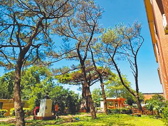 竹縣愛樹 新增保護琉球松等18棵