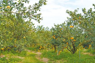 雲林果農邀青年 傳承帝王柑