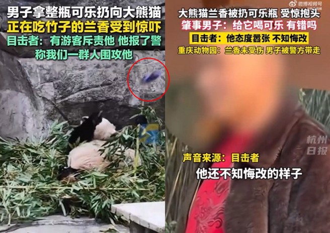 重庆动物园有男子对熊猫丢可乐，还大言不惭的说请牠喝可乐有错吗？最终遭警方带回。（图／翻摄微博）