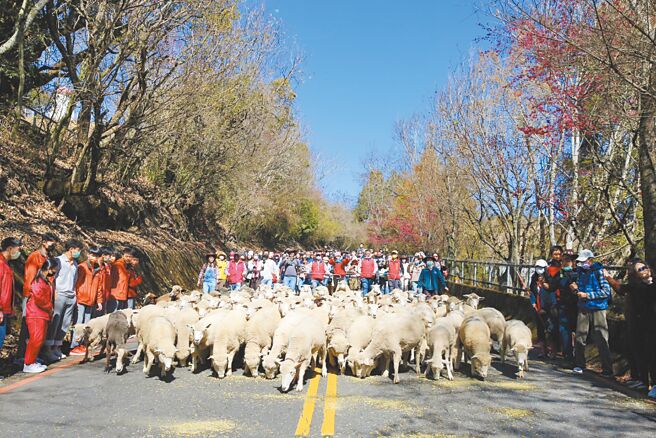 清境農場「櫻舞飛羊：奔羊情人節」系列活動將自1月20日展開，西洋情人節當日安排「114對」綿羊，帶著情人跟著羊咩咩在台14甲線浪漫奔跑。（清境農場提供／馮惠宜南投傳真）