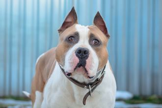 3歲女童慘遭寵物狗活活咬死 父睡醒驚見家中全是血