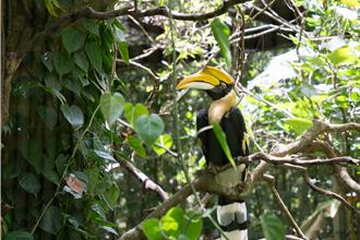 雙角犀鳥「白目」離世 北市動物園加強關注獨留伴侶身心