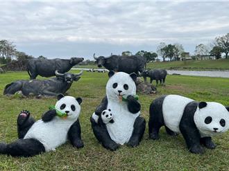 宜兰三星安农溪驿站变身「牧场」 近百只超萌猫熊陪你过春节