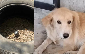 拉布拉多叼球給小主人玩 泰軍人父返家嚇壞了「土製炸彈」