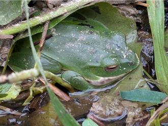 太鲁阁蛙鸣不绝 莫氏树蛙进入繁殖季展生机