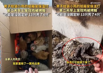 紙箱裝保溫燈養小雞「出事了」 陸男起床驚見已成焦炭