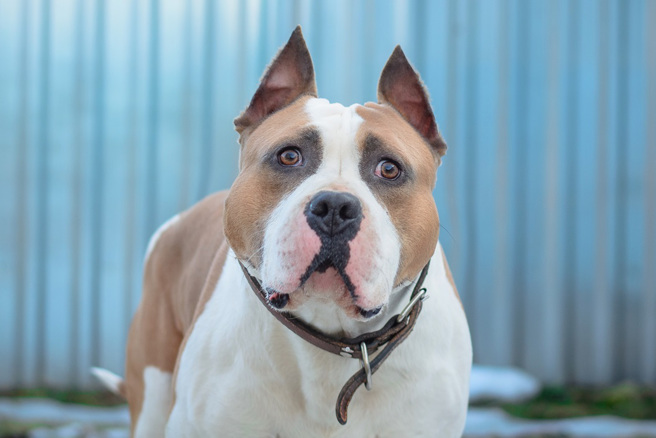 美國一名父親在沙發上小憩，醒來時卻發現3歲女兒已遭寵物犬活活咬死。（示意圖：Shutterstock／達志）