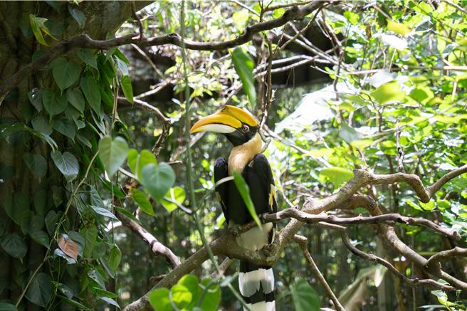 台北市立動物園熱帶雨林區雙角犀鳥母鳥白目1月4日因病去世。園方７日表示，雙角犀鳥為群體、成對生活的物種，將進一步關注另一隻公鳥紅木健康狀況。（台北市立動物園提供）