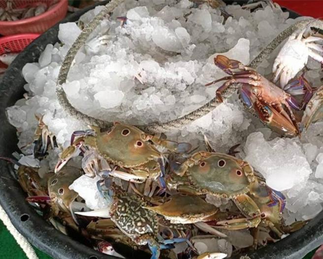 嘉義縣布袋、東石一帶海產豐富，台南一名高齡87歲的許姓老翁，為了過年加菜，昨（6）日千里迢迢騎機車到布袋魚市場買紅蟳，返家時卻迷路。（本報資料照片）