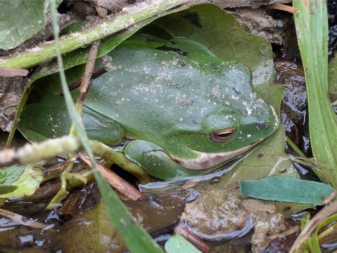 太管处生态调查地震前后观察，台湾特有种类莫氏树蛙稳定进入繁殖季节。（太鲁阁国家公园提供／王志伟花莲传真）