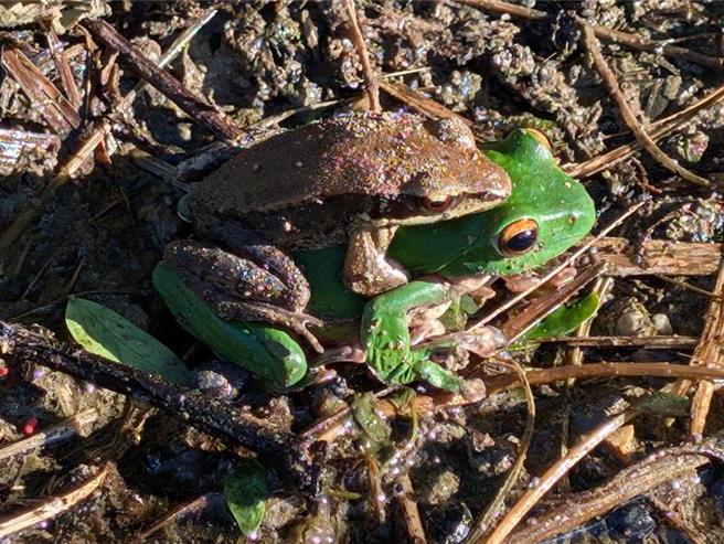 太管处生态调查地震前后观察，台湾特有种类莫氏树蛙稳定进入繁殖季节。（太鲁阁国家公园提供／王志伟花莲传真）
