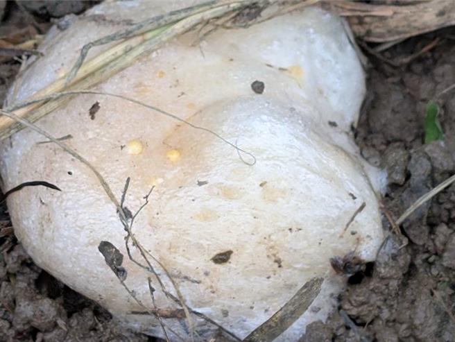 莫氏树蛙白色泡沫状卵块。（太鲁阁国家公园提供／王志伟花莲传真）