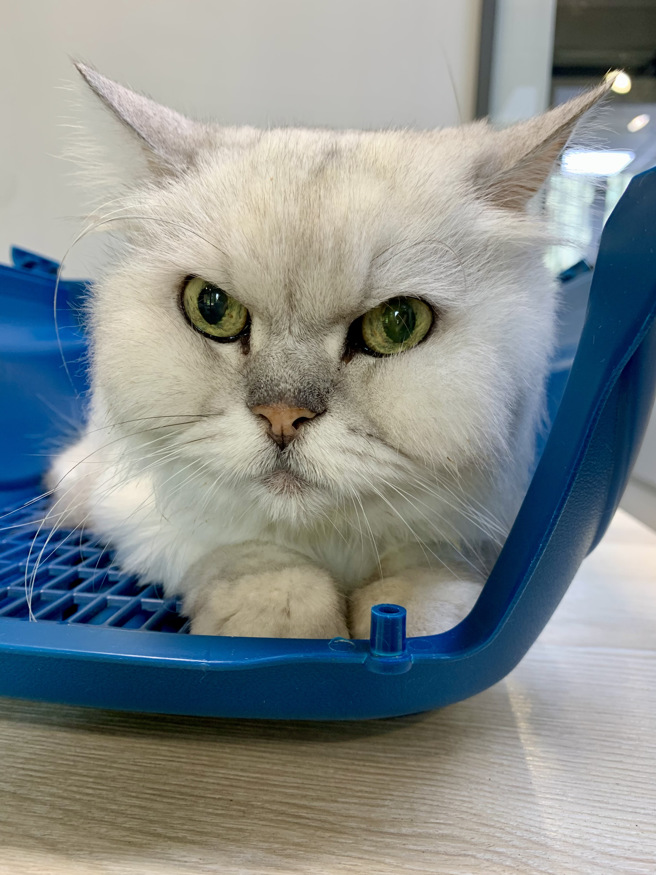 农业部将研议兽医不开业奖金，解决公职兽医不足的问题，盼1年内将规画方案送交行政院审核。图为兽医院待诊宠物。(资料照片)