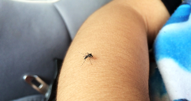 全国首例屈公病入境高雄，印尼籍船员抵小港机场遭拦截。（示意图：shutterstock／达志）