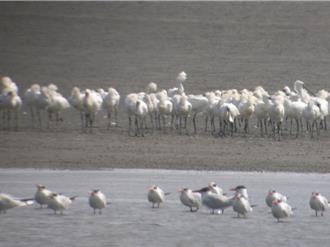 溼地滥设光电害黑面琵鹭变少？台南市府晒数据打脸