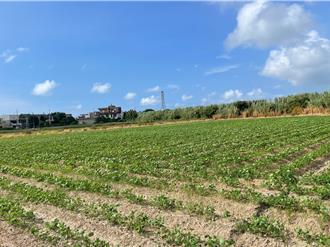 桃園因應極端氣候 加碼補助低耗水作物最高領4.5萬