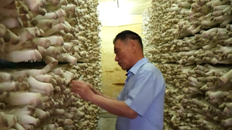 臺灣杏鮑菇爺爺 職人精神打造產銷王國