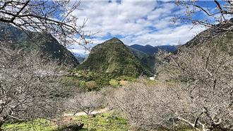 台東梅花有望延續到春節 海端鄉尚有花苞未開