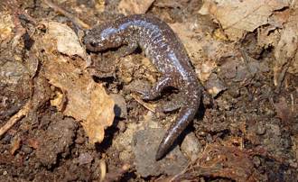 「台灣山椒魚」不存在！雪霸揭密山椒魚棲地之謎 為物種正名