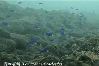 新北潛水紀錄64種海洋生物 象鼻岩、鼻頭角生態豐富