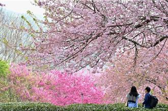 武陵農場櫻花季交通攻略出爐 首度祭高乘載管制