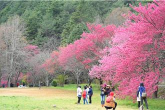 國旅衰退！武陵櫻花季「遊客量快腰斬」業者喊苦
