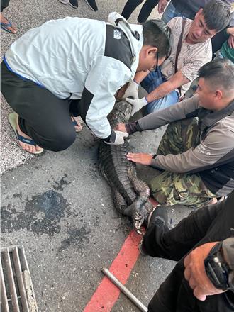 驚！恆春鬧區水溝出現「1米長鱷魚」 乖乖被逮送屏科大