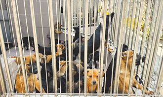 台南 浪浪收容超量 擬推社區暫置屋