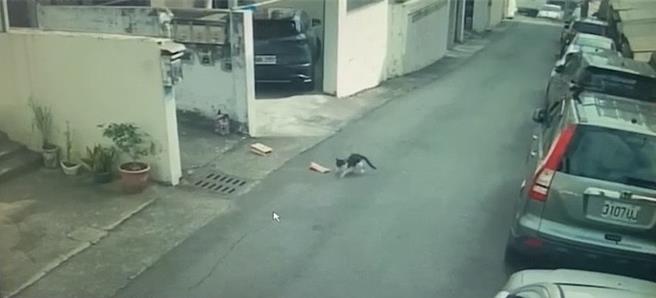 士貓似乎抵擋不住花生米香氣的誘惑，叼走整包花生米，過程中即使數度掉落馬路上仍不放棄，小偷可愛身影曝光，令人啼笑皆非。（警方提供／葉靜美彰化傳真）