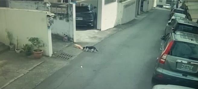 士貓似乎抵擋不住花生米香氣的誘惑，叼走整包花生米，過程中即使數度掉落馬路上仍不放棄，小偷可愛身影曝光，令人啼笑皆非。（警方提供／葉靜美彰化傳真）