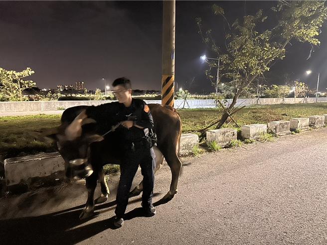安南区海中街7日晚间赫见1头牛在路上乱晃，警方获报赶紧联繫饲主带回。（读者提供／曹婷婷台南传真）