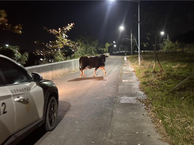 安南区海中街7日晚间赫见1头牛在路上乱晃，警方获报赶紧联繫饲主带回。（读者提供／曹婷婷台南传真）