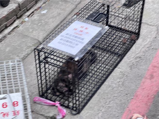 8日上午再成功救出1只玳瑁猫。（张铠乙摄）