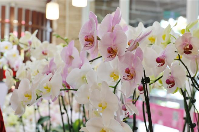各種不同樣貌的「淡顏系」蝴蝶蘭，即日起在嘉義大學員生消費合作社作認捐。（嘉大提供／廖素慧嘉市傳真）