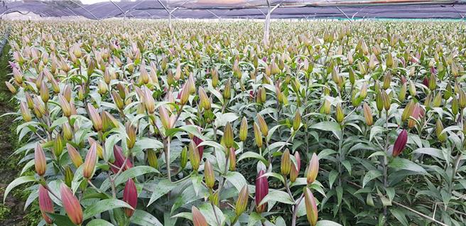 今年受气候影响，百合开花速度缓慢，年前供货恐减少3成，将于年后持续供货，不影响整个春节期间量能。（罗弘奇提供）