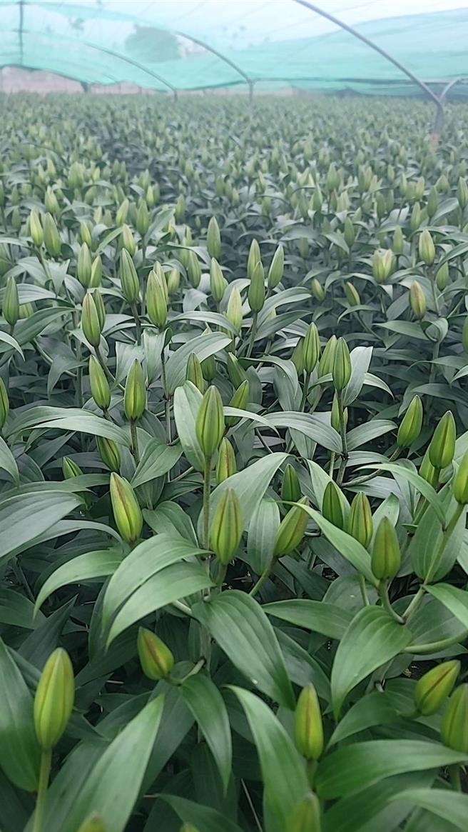 今年受气候影响，百合开花速度缓慢，年前供货恐减少3成，将于年后持续供货，不影响整个春节期间量能。（罗弘奇提供）