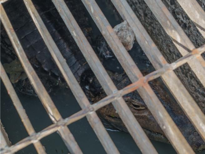 屏东恒春闹区水沟内竟出现一只鱷鱼，让民眾吓一大跳，也很纳闷，鱷鱼不知从何而来。（民眾提供／罗琦文屏东传真）